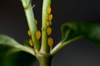 Illustration for article titled Emory Aphids